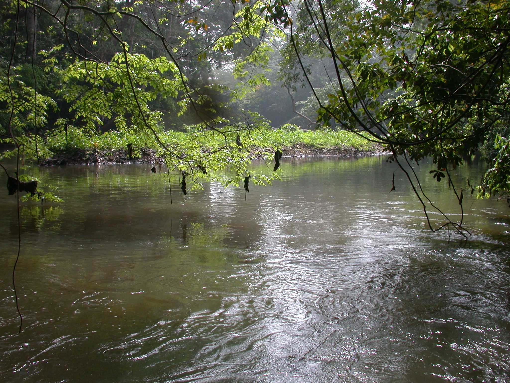 Photograph of the sacred Osun River and part of the foresty in Oshogbo, Nigeria.